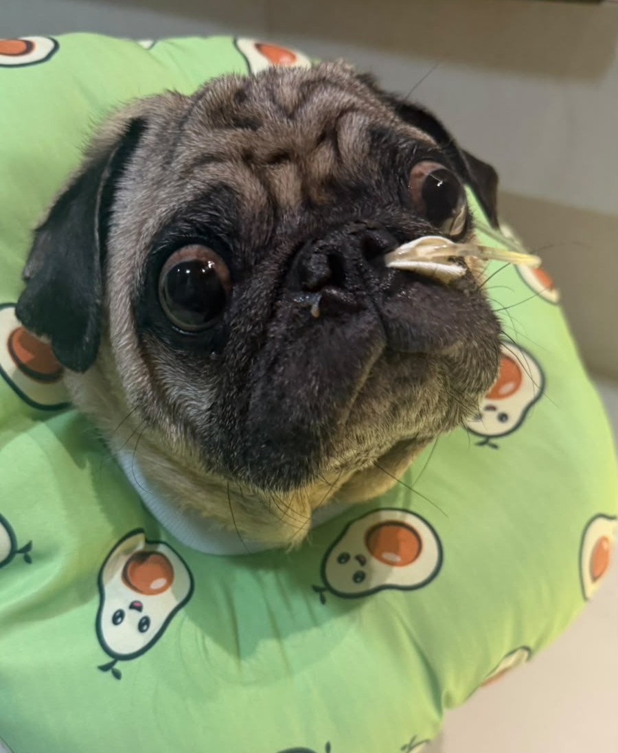 Tratamento do Barthozão 🐾❤️